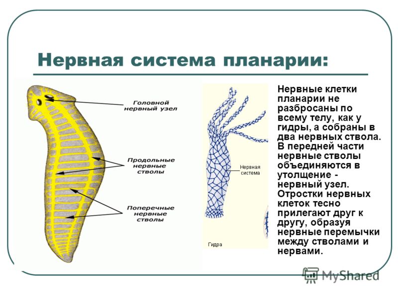 Кракен тг ссылка