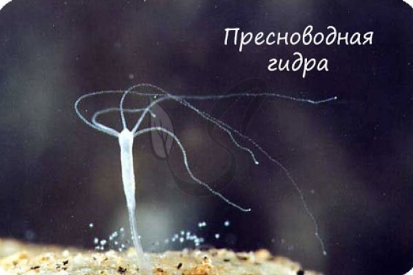 Кракен маркетплейс что
