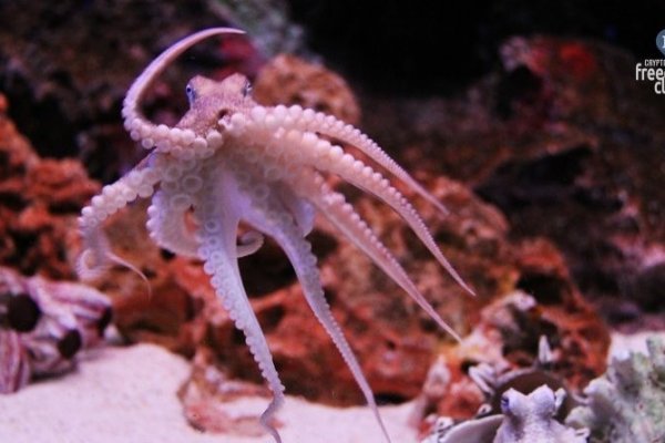 Kraken сайт зеркала